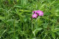 Dianthus × courtoisii