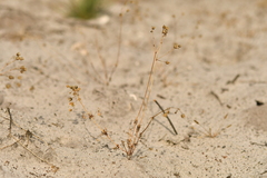 Spergula morisonii