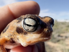 Breviceps namaquensis