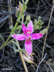 Krameria cistoidea