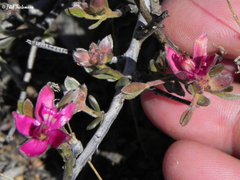 Krameria cistoidea