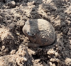 Breviceps namaquensis