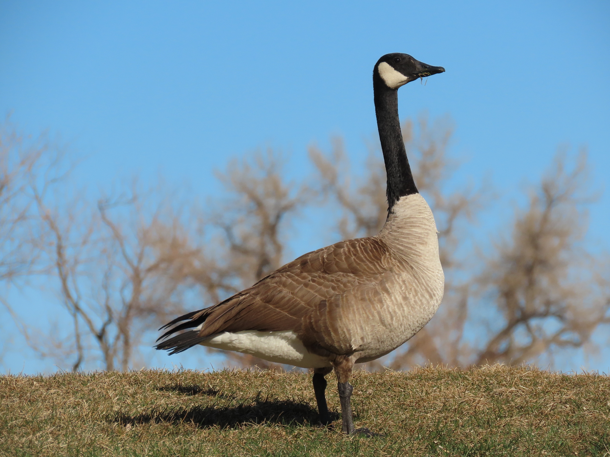 Canada Goose Branta canadensis iNaturalist