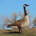 Canada Goose - Photo (c) Alejo Williams, some rights reserved (CC BY-NC), uploaded by Alejo Williams