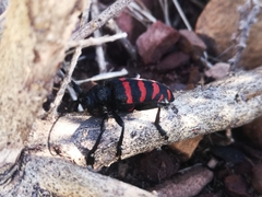 Ceroplesis capensis