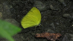 Eurema blanda arsakia