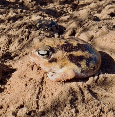 Breviceps namaquensis