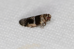 Catonia texana