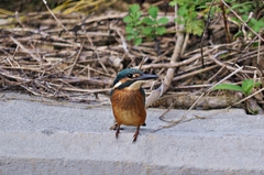 Alcedo atthis