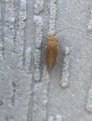 Trichopsocus