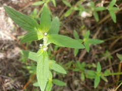 Spermacoce tetraquetra