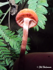 Laccaria laccata