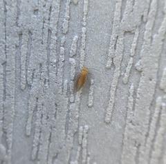 Trichopsocus