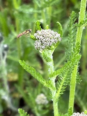 Sphaerophoria philanthus