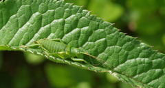 Callicrania ramburii
