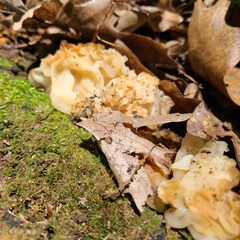 Sebacina sparassoidea