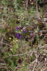 Delphinium halteratum