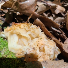 Sebacina sparassoidea