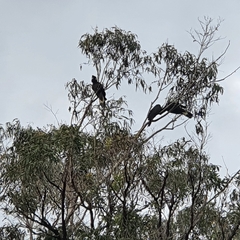 Zanda funerea funerea