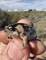 Breviceps namaquensis