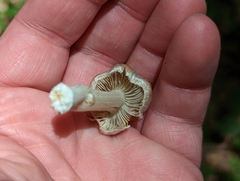 Inocybe velicopia