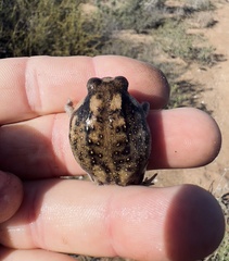 Breviceps namaquensis