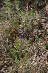 Delphinium halteratum
