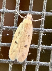 Carolana ascriptella