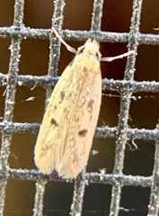 Carolana ascriptella