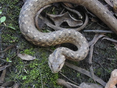 Mesotes strigatus