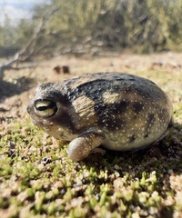 Breviceps namaquensis