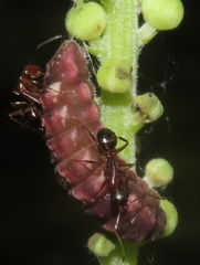 Celastrina neglectamajor