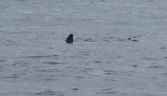 Carcharodon carcharias