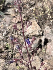 Penstemon roezlii