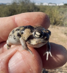Breviceps namaquensis