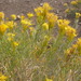Rubber Rabbitbrush - Photo (c) Matt Lavin, some rights reserved (CC BY-SA)