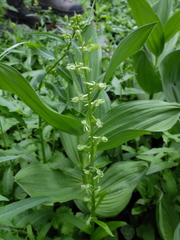 Platanthera sparsiflora