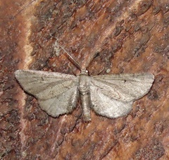 Exelis pyrolaria