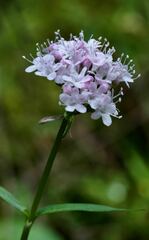 Valeriana montana