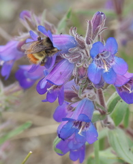 Penstemon gormanii