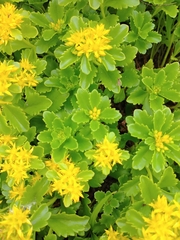 Phedimus kamtschaticus