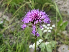 Traunsteinera globosa