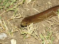 Paraphimophis rusticus