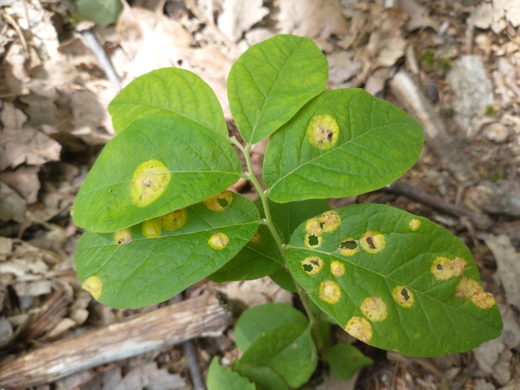 Exobasidium maculosum