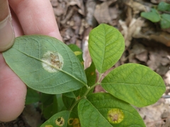 Exobasidium maculosum