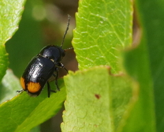 Cryptocephalus biguttatus