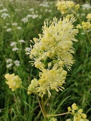 Thalictrum lucidum