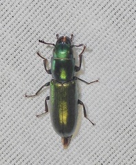 Temnoscheila acuta