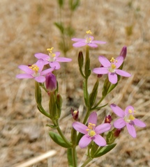 Zeltnera muehlenbergii