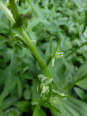 Platanthera sparsiflora